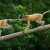 Kahau nosaty - Nasalis larvatus - Proboscis Long-nosed Monkey o9303